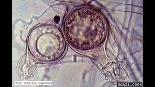 Sexual Reproduction in Phytopthora