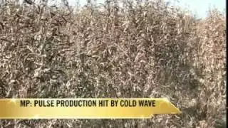 Cold wave ruins pulse crop, farmers struggle