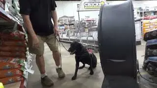 Service Dog working around a BIG Fan
