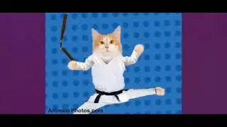 Credits to GirlGirl551: Dancing Cats- Go Kitty Go! (sped up)