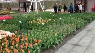 Indoor tulip exhibition at keukenhof - 12 april 2013 - part 3