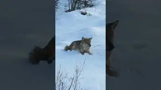 Aç kurtlar ilçeye indi.