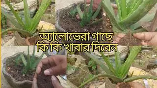 এ্যালোভেরা চারা মোটা তাজা করার উপায় lএ্যালোভেরা চারা রোপন lএ্যালোভেরা গাছের যত্ন lএ্যালোভেরা চাষ