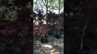 Semi of 400 Japanese Maples Arrive