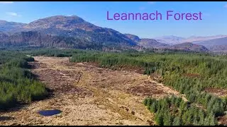 Leannach Forest
