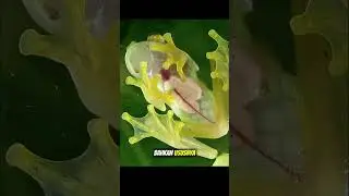hewan unik dengan tubuh transparan | GLASS FROG #education #animals