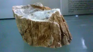 Ghughua Fossil National Park: Unveiling 65 Million-Year-Old Natural Marvel in Madhya Pradesh