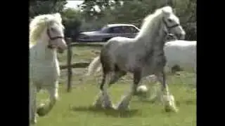 Horses - Shire Horses - Thames News - 1991