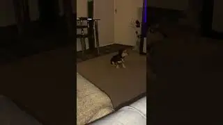 Ever met a nodding dog