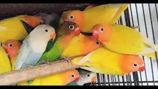 How to produce albino redeyes cheaply | Albino red eyes in just 6 to 7000 only | Albino redeyes