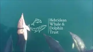 Join our Whale Track Community