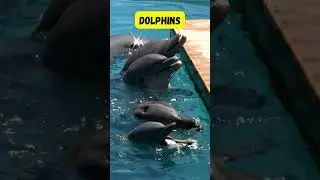 Land and Sea Animal Song Short for Kids | Fun & Easy Phonics for Children | #abcd #kids #viralvideo