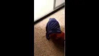Wiener Blinded by 2xist Underwear
