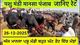 26-12-2025 ਮਾਨਸਾ ਪਸ਼ੂ ਮੰਡੀ 75000 ਹਜਾਰ ਦੀ ਮੱਝLive #trending #viral #bull #animals #cow #baffalo 