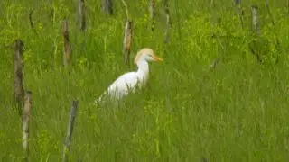 Starci de cireada , Cattle Egret - Bubulcus ibis