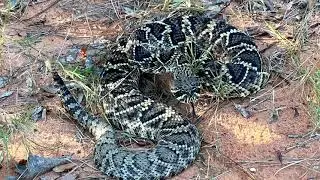 Huge Eastern Diamondback Rattlesnake!