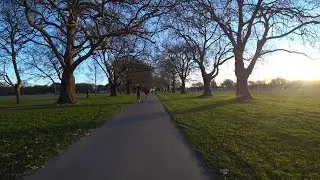 Cane Corso's Love of North Hagley Park