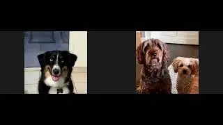 Episode 5: Paws and Possibilities: Finding Joy as a Midlife Dog Mom