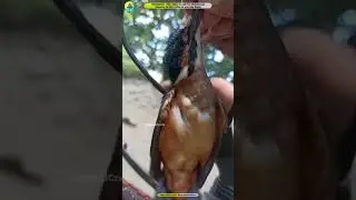 Realty Of Viral Kingfisher Bird Rescue Videos.