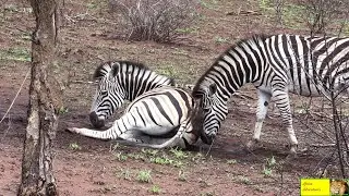 Funny - Pregnant Zebra With Hiccups And lots Of Itch