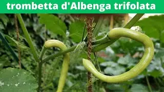 zucchine trombetta d'Albenga trifolate...
