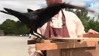 Puy du Fou : les corbeaux ramasseurs de déchets