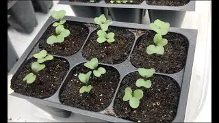 Seed Progress: Week 1 | Creating a Planting Schedule