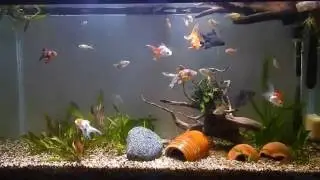 How Many Fish can you keep?