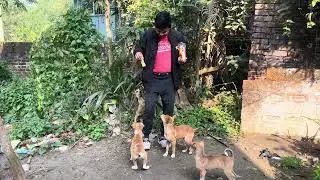 Dog Feeding & Dog Training by Professional Trainer 🐕 