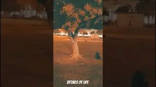 Connection! 1-Sep-25 #earth #peace #barefoot #connect #detailsoflife #real #life #dubai