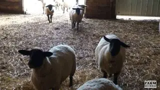 Manitoba Sheep Association Tour Near Altona