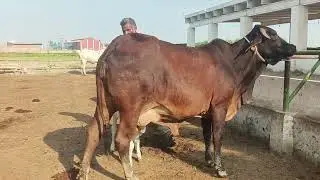 Gulabi PinkNose 0077 Calf Cow  Black #gulabi #bachrafarming #pakistancowmandi #foryoupageシ #viral