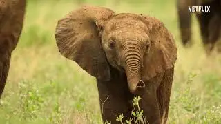 Wild Babies S01 Netflix series trailer