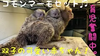 コモンマーモセットの双子の赤ちゃん♪ Common marmoset twins babies