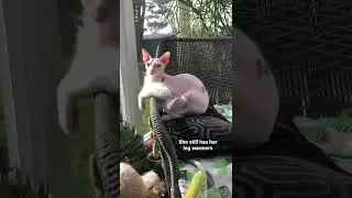 50% uploaded #shorts #animals #cats #pets #sphynx #hairlesscat #donskoy #sphynxcat #sphinx #funnycat