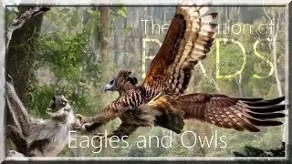 BIRDS V : Predatory birds 🦅🦉