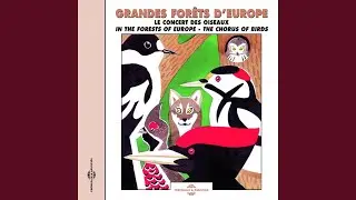 Pinson des arbres (Chaffinch)