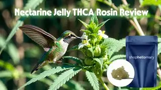 Nectarine Jelly THCA Rosin - ShopHelloMary - Chief Freedom's Hemp Reviews