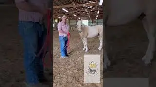 Fundamental exercise prior to trail riding. Flexing with C.C.