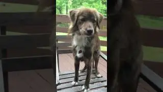 Stella - High Fives