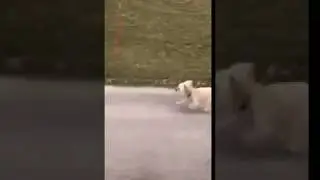 bitch you wana see a real speed bitch