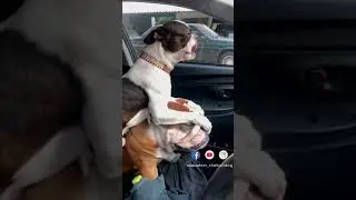 BULLDOG MEMES (2021): When my Boston Terrier friend realized that 2021 is starting to look like 2020