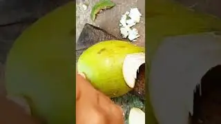 coconut #fruitworld #fruit #food #coconut #coconutfruit #satisfying #tropicalfruit