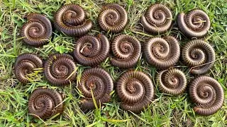 Бесценный улов многоножек! Краснопятнистые, гигантские и красочные.