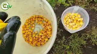 Otra suspensión del Consejo Consultivo del Maíz vuelve a generar preocupación en el sector agrícola.