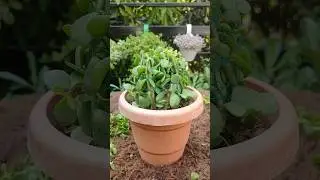 Jade Topiary 😍 #jade #topiary #gardening #jadeplant #succulents #bonsai #garden