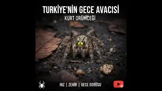 Gizemli Avcı: Kurt Orumcegi