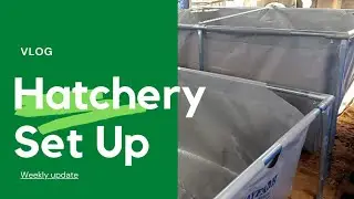 This Lagos Woman Set Up A Mini Catfish Hatchery And It's Going Viral