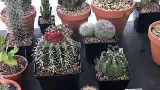 Cacti Collection Spring 2020 - EP.11