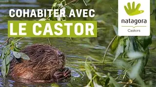 Cohabiter avec le castor, un vrai défi !